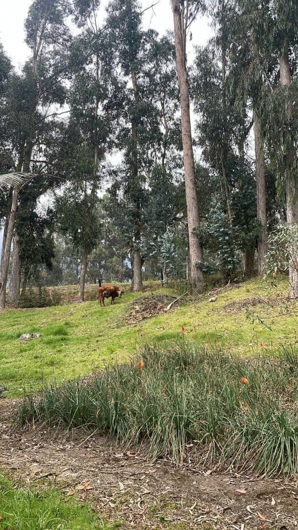 Casa En Arriendo - Vereda Rodamontal, Municipio Cogua