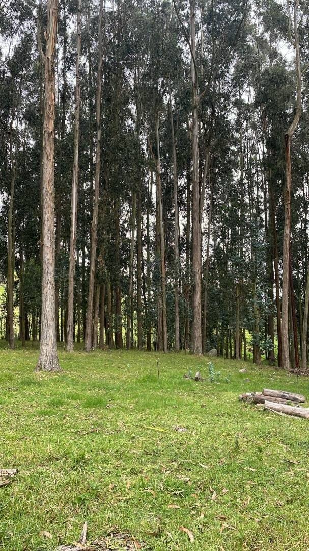 Casa En Arriendo - Vereda Rodamontal, Municipio Cogua